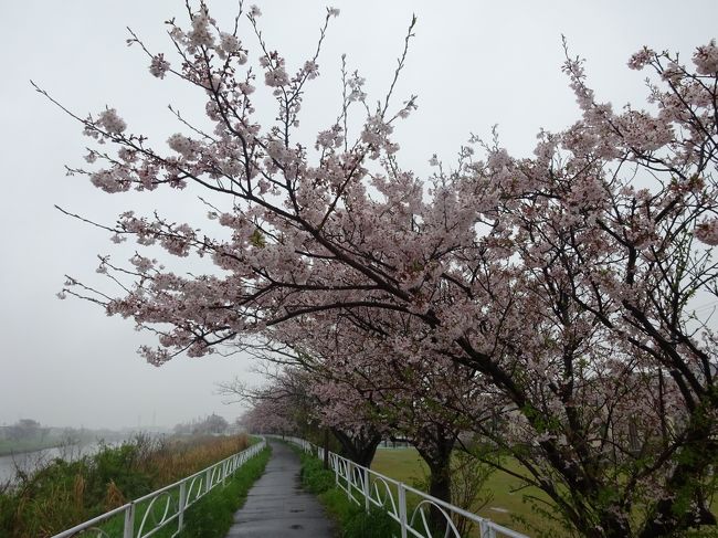 １０年以上前に住んでいた場所の近所にある桜並木を久しぶりの訪れて来ました。<br />いつもはあまり目を向ける事のない地元。連休を利用して地元の桜を満喫する事にしました。