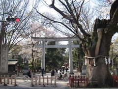 桜吹雪舞う 大國魂神社とその周辺