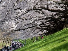 八幡桜だより～背割堤満開唯一の晴天編（後編）