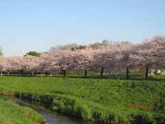 柏市の大堀川・リバーサイドパーク・桜満開・2015年