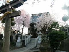 早朝ウォーキングで桜を愛でながら市内各地を巡る・・・⑤愛宕神社周辺の桜