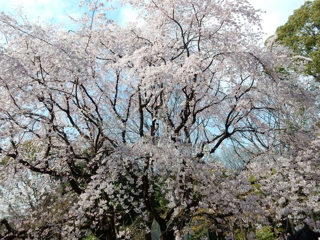 今年も桜の季節がやってきました。最初はどこよりも早く満開になる六義園の枝垂れ桜。絶好の晴天日よりの下、満開の枝垂れ桜には超感動しました。<br /><br />---------------------------------------------------------------<br />スケジュール<br /><br />★3月28日　自宅−駒込駅　六義園観光　−目黒駅　目黒川観光　−自宅<br />　3月29日　自宅−浮間舟渡駅　浮間公園観光　−池袋駅−茗荷谷駅　<br />　　　　　播磨坂観光　−御茶ノ水駅　神田明神観光　−上野駅<br />　　　　　−上野公園観光　−自宅<br />　3月30日　自宅−九段下駅　皇居、靖国神社観光　−青山一丁目駅　<br />　　　　　神宮外苑観光　−江戸川橋駅　神田川観光　−池袋駅−自宅<br />　4月2日　勤務先−国立駅　桜並木観光　国立駅−自宅<br />　4月4日　自宅−蒲田駅−池上駅　池上本門寺観光　−池上駅−蒲田駅−<br />　　　　　神田駅−浅草駅　隅田川観光　−田原町駅−自宅<br />　　　　　