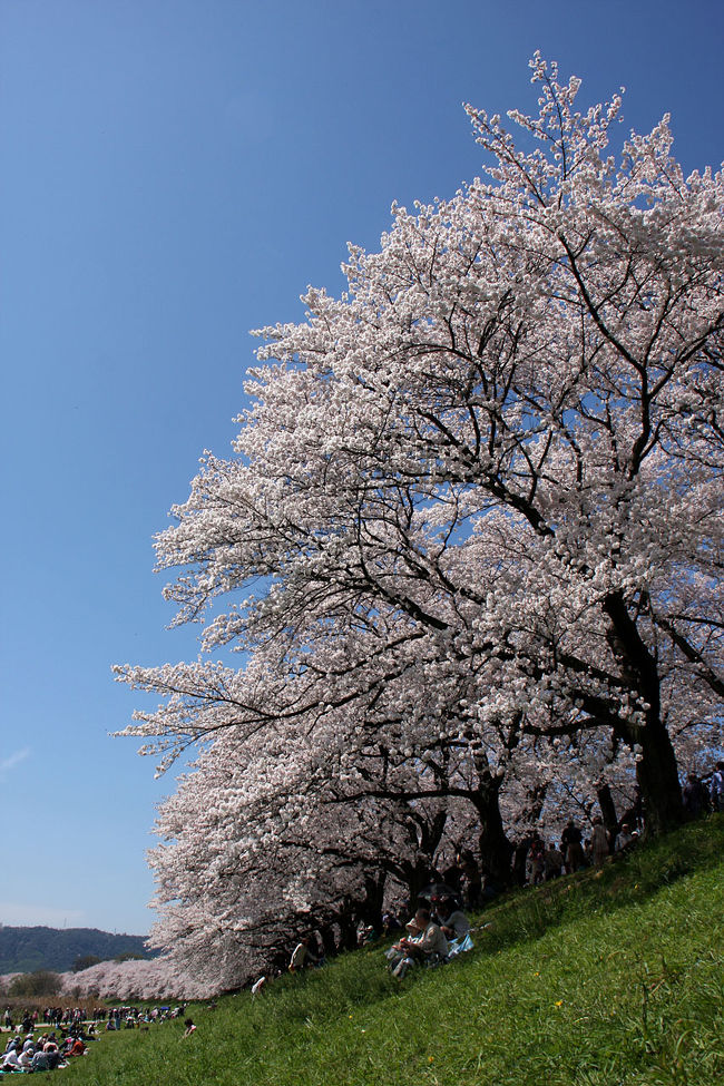 かねてからの予測通り、本日2日が満開日になりました！<br />しかも晴天！！<br />明日から天気が崩れて、しかも雨になるそうで、それが3日ほど続くというのですから、最良の状態で楽しめるのは今日だけってことに成りました！<br /><br />ただ、今日も午後から天候が下り坂なので、本当は午前中に出掛けたかったのですが、朝一番から訪問リハの契約と、看護師の訪問看護契約、そして、午後3時半には、要介護設備の見積もりにサインするために、業者さんがやって来ます。<br />最初の午前便の用事が終了したら、次の午後便までの間しか写真を撮る時間がありません。<br />なので、午前便が11時45分に帰ったと同時に、昼食抜きで出発しました！<br />毎年数カ所回ってくるのですが、今日はそういう事情で背割堤だけです。<br />でも、今年は対岸からも撮ってきたので、旅行記の方は、一本桜から背割堤編と、背割堤から対岸全景編の、前後編に分けてアップしました。<br /><br />先ずは前編からどうぞ。