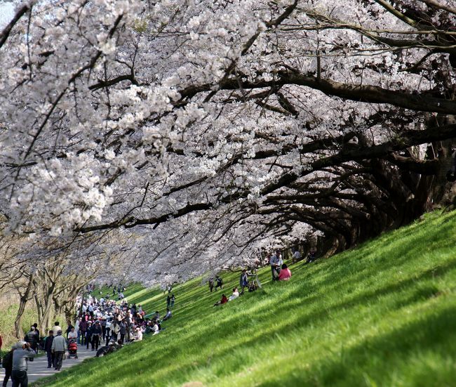 今年の背割堤の満開桜並木、後編です。