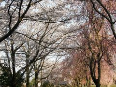 早朝ウォーキングで桜を愛でながら市内各地を巡る・・・⑥吉羽公園のしだれ桜と千勝神社の桜