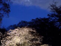 東京のさくら　今年最後のお花見　六義園に行きました