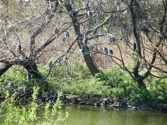 早朝ウォーキングで桜を愛でながら市内各地を巡る・・・⑩香取公園の野鳥と桜