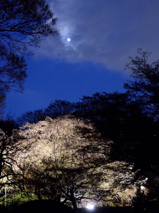 2015年東京のソメイヨシノのお花見ピークは3月末の土曜日 日曜日、その後は天気が良くない。<br />（　　￣￣￣￣　　▽　　￣￣￣￣　　　）<br />今年のお花見は終わったか？と。<br />うん？２日は天気が良い？ならば出かけるか！<br />tamayuraの仕事終わりを待って、四谷駅17時40分待ち合わせしました。<br /><br />少々早めに四谷駅に着いたので<br />上智大学側のソフィア通りの?散策。<br />こちらも満開少し過ぎたかな？<br />でも快晴のもと、<br />:*:･ﾟ･:*:･ﾟ･:*:･･:*:･ﾟ･:*:･ﾟ･:*:･ﾟ･:*:<br />香る風  さくら舞い散る  花吹雪　<br />(　⌒▽)( 　⌒)(　　　)(⌒ 　)(▽⌒　) <br />夕暮れ時のさくらを楽しみました。<br /><br />六義園へは 四谷から駒込まで南北線で13分。<br />普段は閉まっている「染井門」(駅から2分)　<br />駅の階段を上がると<br />行列！<br />それよりも　<br />がーん…llllll(-_-;)llllll　<br />しだれ桜の開花状況　落下　の文字<br /><br />せっかく来たので入ってみますか！<br />(＿○＿；)ｳｫ (＿△＿；)ｳ! (＿□＿；)<br /><br />