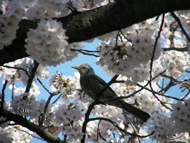 今年も桜の季節がやってきました。<br />我家では毎年早朝ウォーキングをしながらお花見をするのが恒例となっていて、今年も今日から桜を追って市内各地を歩きます。<br /><br />早朝ウォーキングで桜を愛でながら市内各地を巡る・・・<br />①平成国際大学から鷲宮神社の桜<br />②久喜市上清久さくら通り他の桜<br />③久喜パークタウン内の青毛堀川畔の桜<br />④ヨーカ堂久喜店周辺のしだれ桜から愛宕神社まで<br />⑤愛宕神社周辺の桜<br />⑥吉羽公園のしだれ桜と千勝神社の桜<br />⑦青葉・青毛堀川畔の桜<br />⑧青葉から野久喜遊園の桜<br />⑨久喜パークタウンの青毛堀川畔の桜<br />