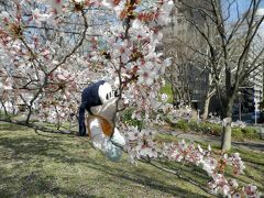 グーちゃん、横浜の桜名所をはしごする！（グー散歩/新横浜そして鴨居へ・・・編）