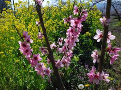 甲斐の国へ「菜の花・桃・桜」の花旅（山梨）