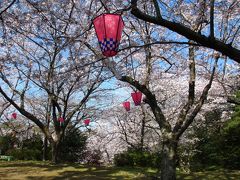 ２０１５年　青空に誘われ再び須恵健康公園に花見に行きました。若山公園にも行きました。