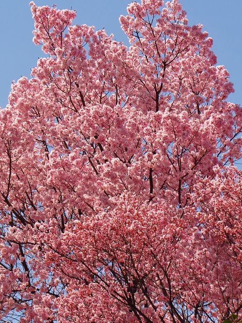 皇居東御苑b 本丸・天守台辺り 桜の島/大芝生地も花ざかり