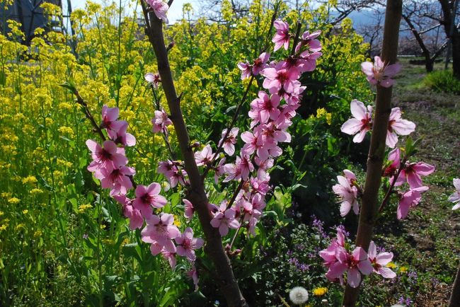 今日の午後は、山梨市で菜の花と桃畑、勝沼で桜の花を見に行きます。<br /><br />お花見の間に鉄道と花の写真を撮ります。<br />