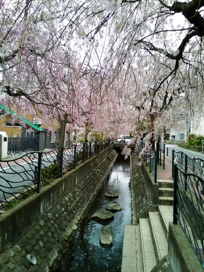 いつも行こう行こうと思っていて毎年忘れて行けなかった二ヶ領用水の桜。<br />今年は奇跡的に思い出しましたので、散歩して来ました〜♪