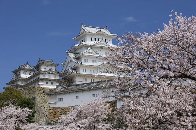 グランドオープンした姫路城と桜