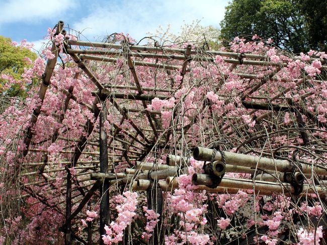 見頃を迎える所が多いであろう今週末の京都の桜。<br />でも、天気予報を見ると、週末から週明けまで、ずっとずっとずっと。。。<br />何と5日連続の雨マークがついているじゃない。<br />なんだぁー残念。<br />お天気が良いなら週末にどこか桜見物にお出かけしようと思っていたのに土曜日曜と雨なら仕方ないな。<br />ということで、野暮用を入れた土曜日だったのに……<br />金曜遅くに見たニュースで、土曜は夜まで雨が降らない予報に変わってた。<br />それなら、野暮用前にサクッと桜見物したいな。<br />野暮用場所に近くて、パーキングや道が混んでなさそうで、まだ行ったことがなくて、そこそこ桜が楽しめそうなところ。。。<br /><br />そんな条件を満たした御香宮にサクッとお出かけ♪♪♪<br /><br /><br />御香宮神社　　http://www.kyoto.zaq.ne.jp/gokounomiya/<br />京都レマン　　http://www.laimant.co.jp<br />