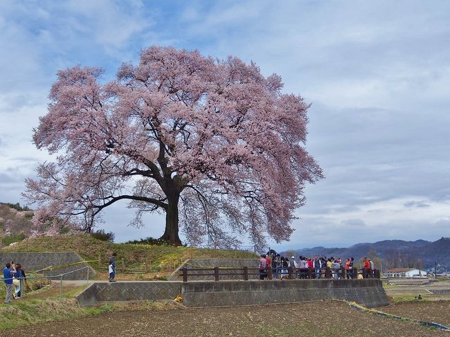 先週、雪の鳳凰山を登山。<br />かねてから見たかった神代桜。<br />甲斐駒ケ岳、鳳凰三山に抱かれた場所に咲き、これらの山をバックに桜の写真を撮ってみたかった。<br />神代桜、わに塚の桜ともに満開。<br />眞原の桜並木は一週間早かった。<br />残念ながら甲斐駒ケ岳、鳳凰三山は雲に覆われ姿を見せず。<br />先週の鳳凰山の登山が素晴らし過ぎる天候だったから運を使いきったのかもしれない…。<br /><br />北杜市の桜<br />http://www.hokuto-kanko.jp/sakura/<br />