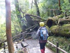 屋久島個人旅行3日目紀元杉、ヤクスギランドハイキング