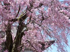 「　都心の桜めぐり　＜1＞　　芝増上寺　桜と雅楽　」　2015