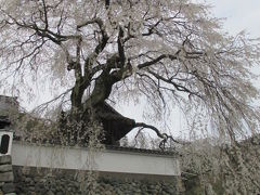 華麗に満開　光福寺の大イトザクラに行ってみた！