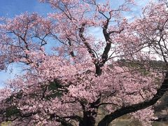 清水(しょうず)の桜を見に行ってみた。～彦根城、長浜城、海津大崎、奥琵琶湖ドライブウェイ～