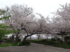 ２０１５　隅田公園（墨田区側）桜の種類コレクション