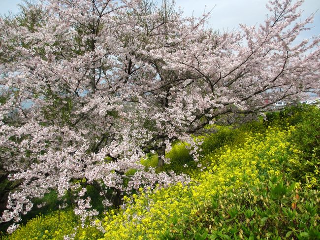 　４月６日まで曇りや雨の天気予報でした。<br />４日は出かける予定でしたが、青空が見えたので急遽予定御変更して今年も竜王山公園に行きました。<br /><br />　桜は３日の風雨で先の枝の先の方や３分の１ぐらい散っている木もありました。<br />それでも今日はまだ見ごろだったので良かったです。<br /><br />　ちなみに去年も旅行記を乗せていますが、ほとんど同じ場面ばかりで写真を写しています。<br />（他に良い場所が無かったりするので・・・）