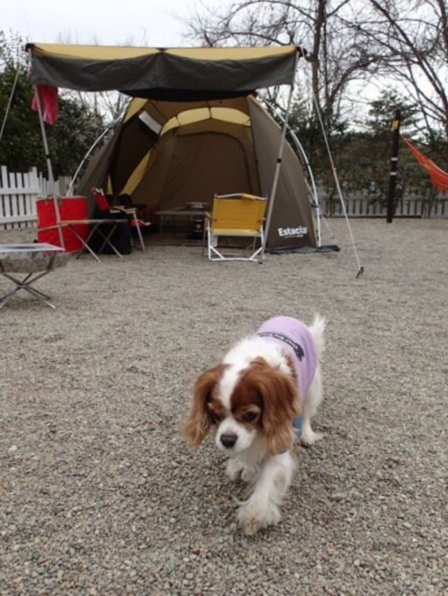 2015/4/4(土)から一泊だけ<br />那須のキャンプアンドキャビンズへ。<br /><br />このキャンプ場は7回目の訪問です。<br /><br />もうあまりにも高規格で居心地良すぎるので<br />どこか他のキャンプ場へ行ってみようか<br />という気が起こりません(^_^;)<br /><br /><br />天気予報は<br />土曜日 → 曇り<br />日曜日 → 朝から雨<br /><br />キャンセルも考えたけど、また雨撤収覚悟で<br />90Lのゴミ袋を持参して行ってきました。<br />