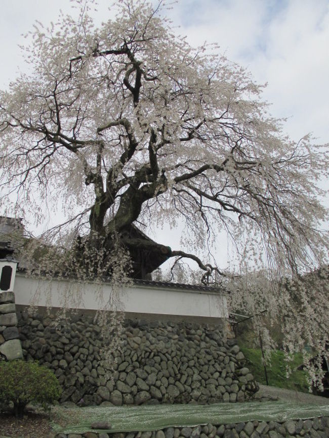 龍野城・姫路城と連夜の桜見物に続き、これも新聞に載っていた佐用町漆野「興福寺」にある大イトザクラを見に出かけてみました。<br />樹齢３００年を越える大木で、県の天然記念物にも指定されてるそうです。<br /><br />夜間はライトアップもされてるそうだけど、今日は主人も休日で昼間もＯＫ！なので、たまにはランチにでも行こうよと車で２時間弱かかる佐用町まで連れ出してみました。<br />結局、今日も腹ペコのまま出かける事になってしまった主人(^^ゞ<br />何でも好きな物を食べても良いからね〜！