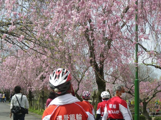 自転車仲間で守山区東谷山フルーツパークに行きました。思った以上にしだれ桜が多く、園内ピンクに染まった感はみごとです。桜を堪能後、東谷山に登りました。標高１９３Ｍのお山ですが、名古屋市内最高点です。