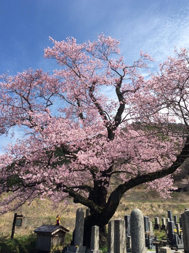 奥琵琶湖に樹齢300年以上の桜があると聞きました。地元の銀行のカレンダーにもなっているそうで、銀行のフェイスブックで紹介されていました。週末で天気も良く、相当な混雑を覚悟して出かけましたが、予想外にスムーズにお花見ができました！ 奥琵琶湖は満開までは少し早かったのかな？<br /><br />以下は昨年末に地元の銀行である滋賀銀行のフェイスブックで紹介されていた内容の引用です。<br /><br />平成27年の滋賀銀行のカレンダーについてご紹介します。<br />今回は、中島千波画伯の「湖北清水（しょうず）の櫻」をお届けします。<br />描かれているのは、水上勉氏の小説『櫻守（さくらもり）』にも登場する樹齢300年の古木。高さ16m、幹の周囲6.4mと県内最大級を誇り、滋賀県の自然記念物に指定されています。<br />海津大崎並木口から北へ約1km、海津大崎の並木道よりも少し前に満開を迎え、春には見事な花を咲かせます。<br />カレンダーに描かれている桜の風格と普遍的な美にあやかり、皆さまの１年も大地に根を張り見事な開花へつながりますように･･･<br />少し気が早いですが、お花見の季節には清水の桜や「日本さくら名所100選」にも選ばれている、海津大崎の桜を鑑賞されてはいかがでしょうか？<br />※カレンダーの数には限りがあります。<br />　各店なくなり次第終了となりますので、予めご了承ください。