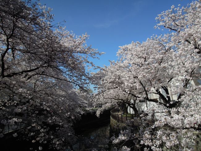 毎年、この時期になると桜がきになる<br />一年でほんの一週間か二週間の開花だが　<br />日本人は桜が好きだ<br /><br />Locoもこの時期になると<br />心がうきうきする<br /><br />世田谷区と調布市を流れる野川の川沿いの桜も美しいが<br />東宝撮影所の近くを流れる仙川沿いの桜の木は年々老木になっているが<br />今年は素晴らしい花を見せてくれる<br />