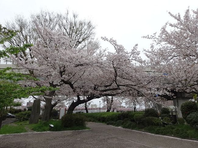ほとんどが隅田公園（墨田区側）で今現在見れる桜の種類のアップの写真のみです<br />雨の日でも高速道路が屋根代わりになって移動するにはあまり問題ない<br />（風が無ければ）<br /><br />表紙の写真は隅田公園（墨田区側）の向島の高速道路の入口付近の染井吉野<br />（東京方面とが逆方向です）<br />※向島の高速道路の入口２箇所、出口も２箇所向かう方向に寄って入口も出口もまったく別のところにあるので厄介なところです<br /><br />方向的には向かいが隅田川その手前が高速道路の入口<br />写真には写っていないですが右側：言問い団子、左が長命寺です<br /><br />