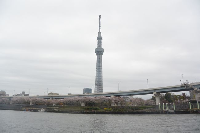 今年の桜は早かったですね。４月４日の都内の桜名所を巡るバスツアーを予約しておいたのですが、早々と一週間前から咲き始めてしまい、葉桜見学の旅になるかと思いましたが何とか満開は過ぎていましたが桜を堪能できました。<br />