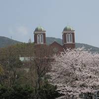 桜満開！花曇りの長崎・・・①