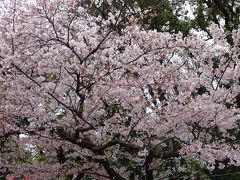 花の命は短し・・上野公園の桜☆アニメの街、秋葉原☆超絶！美味な焼肉「生粋」