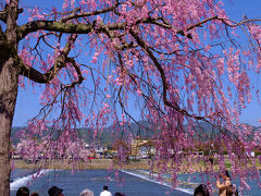 春の京都−１　満開の桜　中の島公園から