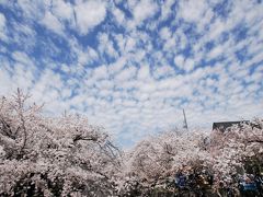 五条川の桜に癒されてみよう