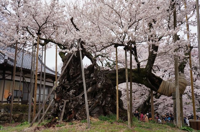 今年も山高神代桜を見に行って来ました。<br />青空とはいきませんでしたが、沼津（静岡県）を出る時には降っていた雨は山梨側では降っておらず、満開の桜を堪能してきました。<br />沼津を7時半前に出発、9時半に到着した時には既にかなりの人ですが、臨時駐車場にはすぐに入れました。