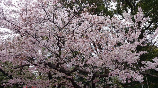 桜の名所「上野公園」へ行ってきました。<br /><br />長女は土日、祝日が休めない仕事。結婚をし旦那さまの転勤地、沖縄に付いて行くのを機に退職。そのおかげで数年ぶりに家族で出かけることが出来ました。<br /><br />この時期、日本人は桜の名所に集まりますね。<br /><br />桜・・「花の命は短し」と言うけど、前日の強風であっという間に桜が散ってしまいました。<br />上野公園といえば「宴会」まさに花より団子！葉桜の下で楽しい時間を過ごす人々。<br />すごい人、人、人・・・<br /><br />夕食は秋葉原にある焼肉店「生粋」　予約必須の有名店。今までで一番美味しい焼肉でした。<br /><br />秋葉原は何年振りだろ？日本が誇るアニメ満載な街に変貌していてビックリ！<br /><br />表参道〜上野〜秋葉原とアクティブに歩いた一日でした♪<br /><br />