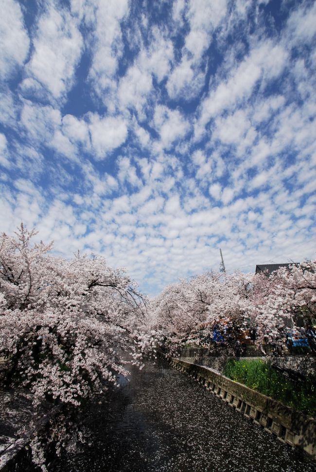 岩倉市五条川の桜が凄いと聞いていたので、行ってみたいと思っていました。満開のこのチャンス、ふらりとチェックしに行きましょう。<br />「日本のさくら名所100選」に選ばれてる五条川の桜はどんな表情を魅せてくれるのでしょうか。<br />