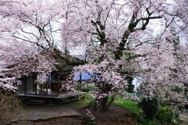 今年の桜は開花の時期が例年通りにはいかなくて、さらに雨が多くて中々思うように見に行けません。<br /><br />この日はお昼ごろに晴れとの天気予報だったので、曇り空の中、家族で出かけて来ました。<br /><br />写真は徳島県つるぎ町にある桜堂のひょうたん桜です。