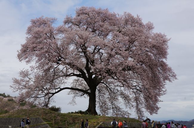 2015.4 満開の桜を訪ねて（2）～わに塚の桜