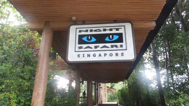 ＪＡＬマイルが貯まり、２度目のシンガポールへ。<br />ただ往復ビジネスクラス利用できるまでは貯まりきらず、残念ながら往路ビジネス・復路エコノミーの変則利用となりました（笑）。<br /><br />宿泊は、「ラッフルズ」に２泊、マレーシア・ジョホールバルの「シスル」に２泊、あともう１泊はシンガポールの「V ホテル ラベンダー」でした。<br /><br />２日目は、ラッフルズでの朝食、水陸両用車「ダックツアー」で市内観光、チキンライスの昼食、プールでひと泳ぎetcと忙しくして来ましたが、仕上げはシンガポール動物園の「ナイトサファリ」です。<br /><br />　①ＪＡＬ便のビジネスクラスでシンガポールへ。<br />　②ラッフルズにチェックイン。マリーナ地区の夜景も楽しみました。<br />　③ラッフルズの朝食とホテル内の美しさ。<br />　④水陸両用車「ダックツアー」で市内観光。<br />  ⑤「セント アンドリュース大聖堂」とチキンライスの昼食。<br />★⑥ナイトサファリへ。<br />　⑦シンガポール動物園でオランウータンと朝食。<br />　⑧陸路でマレーシア・ジョホールバルに入国。<br />　⑨ジョホールバルに陸路入国、ホテルにチェックイン。<br />　⑩ペーパーチキンの夕食とレストラン「フレッシュ」での朝食。<br />　⑪ジョホールバルの「レゴランド」で遊ぶ～その１。<br />　⑫ジョホールバルの「レゴランド」で遊ぶ～その２。<br />　⑬マレー料理の夕食とシスルジョホールバルのホテルステイ。<br />　⑭シンガポールに戻り、またチキンライス。<br />　⑮タイガーバーム創業者の作った珍テーマパーク「ハウパーヴィラ」。<br />　⑯こんなのも楽しいシンガポールのホテルライフ。<br />　⑰ベイフロント、マリーナ地区を歩きます。<br />　⑱マリーナベイサンズ、そして帰国。<br /><br />