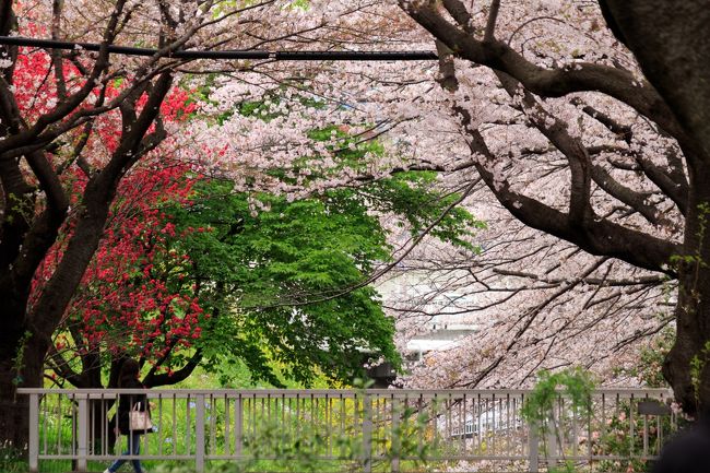 毎年恒例のご近所の桜を見に、大和市千本桜へ<br /><br />アクセス：小田急高座渋谷駅から徒歩10分程度<br />　もしくは小田急桜ヶ丘駅から徒歩10分程度<br />（会場の分かりやすさは、高座渋谷駅からのほうが分かりやすい）<br /><br />2015年千本桜さくら祭り開催時期：4/5