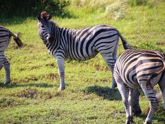 【サファリを歩いて楽しむ】イシマンガリソ湿地公園に住む動物