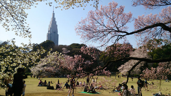 東京の桜が満開を迎え、花の見頃も今がチャンス！ということで、東京の桜の名所を巡ってきました。<br />上野や千鳥ヶ淵は混雑度が高そうだったので今回はパスして、まだ行ったことのない新宿御苑ととしまえんの桜を見に行きました。<br /><br />桜を見るためにたくさんの人がいましたが、満開の桜はとてもきれいで良かったです。<br /><br />赤坂見附(ホテルニューオータニ)～新宿御苑～としまえん～豊島園庭の湯