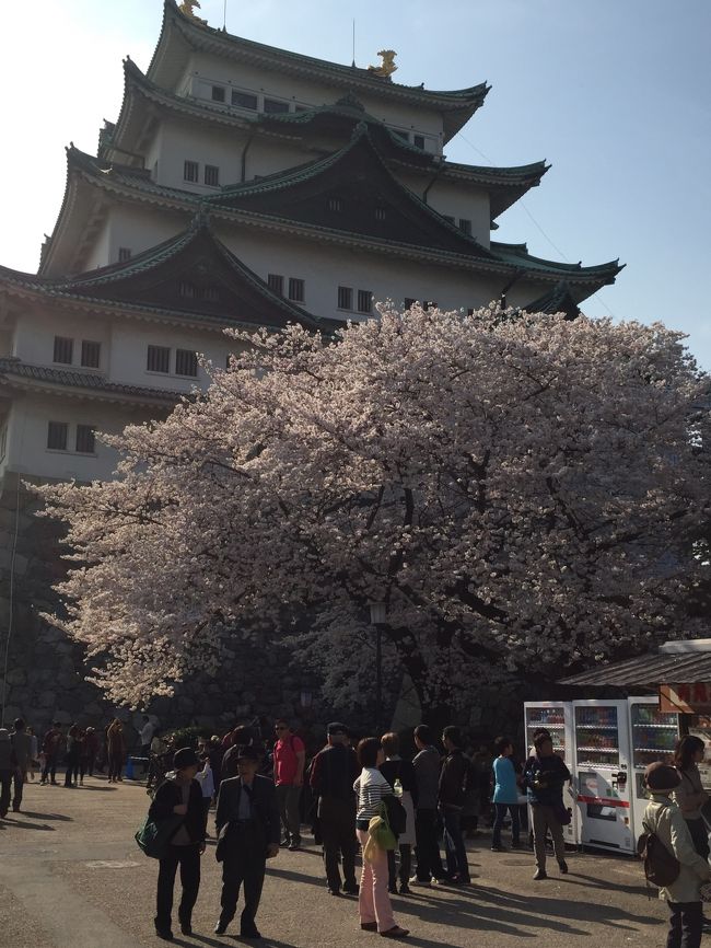 名古屋への旅2015春（８年振りの家族４人旅）３　花見＆軽く街歩き編