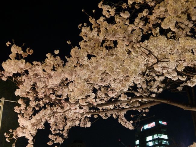 会社帰りの夜桜見物です☆<br /><br />宴会している人がいっぱいいて、日本ってやっぱりいいな〜と<br />思ったのでした。